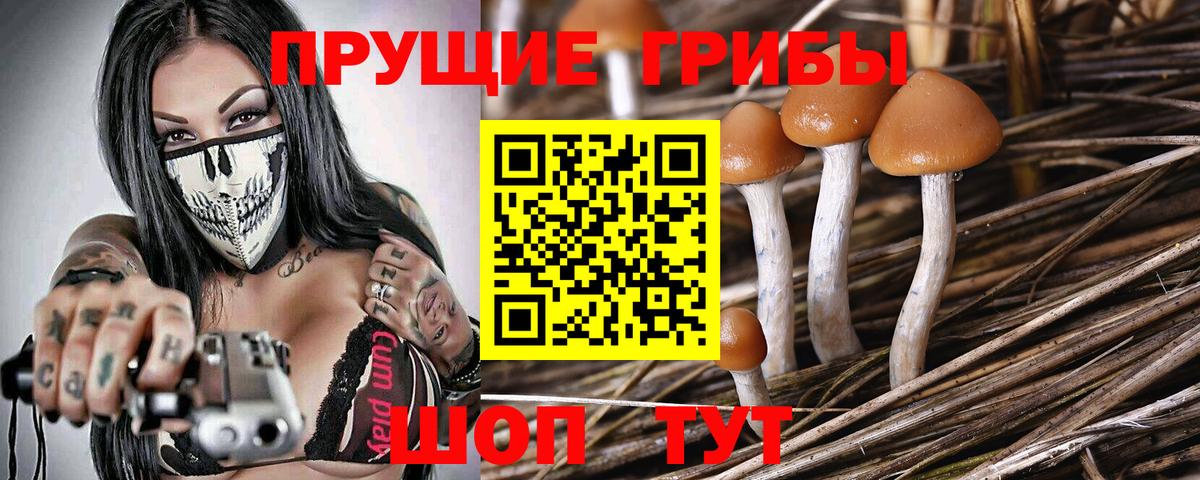 Зеленогорск  Галлюциногенные грибы Psilocybine cubensis  Вход с VPN 